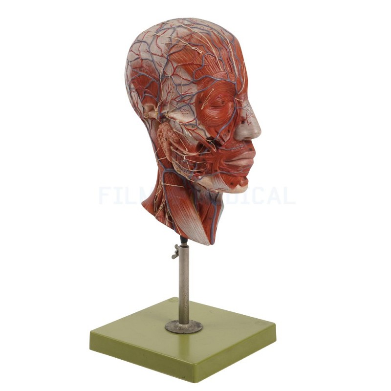 Head and Brain Model